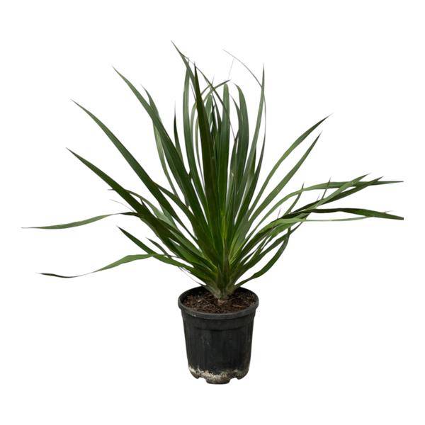 Dracaena Draco – Drachenbaum – Zimmerpflanze – Ø24cm – Höhe ca. 100cm – pflegeleichte exotische Grünpflanze für Wohnzimmer und Büro – Plant