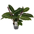 Calathea Warscewiczii – Korbmarante – Zimmerpflanze – Ø14cm – Höhe ca. 50cm – Exotisches Blattmuster – Pflegeleicht & Luftreinigend – Plant