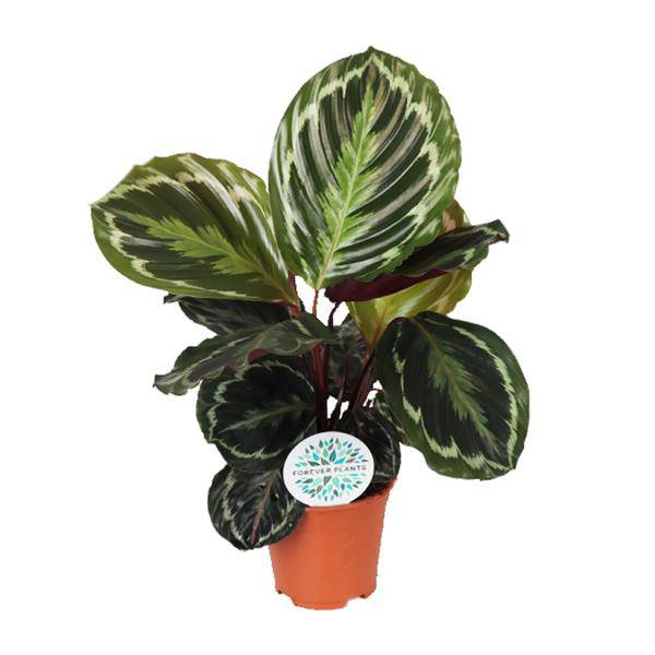 Korbmarante Calathea Medaillon – Zimmerpflanze Ø14cm ca. 45cm hoch – Exotische Blattpflanze mit lebhaften Mustern – Pflegeleicht im Halbschatten – Plant