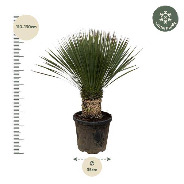 Palmlilie Zimmerpflanze Ø38cm ↕100cm – pflegeleichte Grünpflanze für Wohnzimmer, Büro & helle Standorte kaufen – Plant