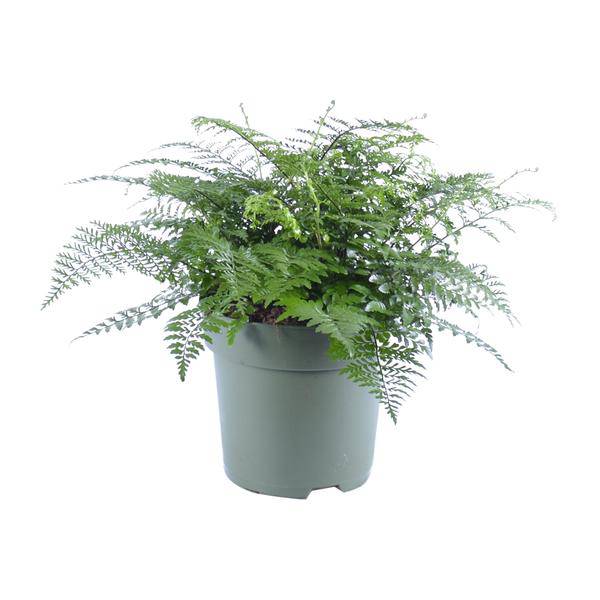 Nestfarn – Asplenium Parvati – Zimmerpflanze – Ø27cm – ↕50cm – Tropische Grünpflanze mit filigranen Wedeln – Pflegeleicht & luftreinigend – Plant