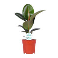 Gummibaum Ficus Elastica Robusta Zimmerpflanze Ø17cm ↕55cm – pflegeleichte Grünpflanze für Wohnzimmer, Büro & helle Standorte kaufen – Plant