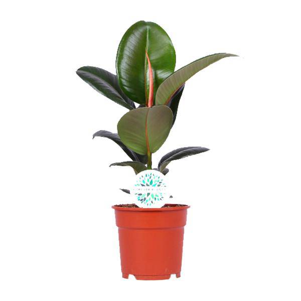 Gummibaum Ficus Elastica Robusta Zimmerpflanze Ø17cm ↕55cm – pflegeleichte Grünpflanze für Wohnzimmer, Büro & helle Standorte kaufen – Plant