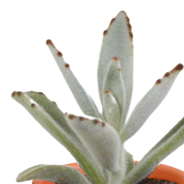 Sukkulenten & Kakteen Mix 15 Pflanzen Ø5,5cm – pflegeleichtes Pflanzen Set für Urban Jungle, Fensterbank, Wohnzimmer & Büro – Plant