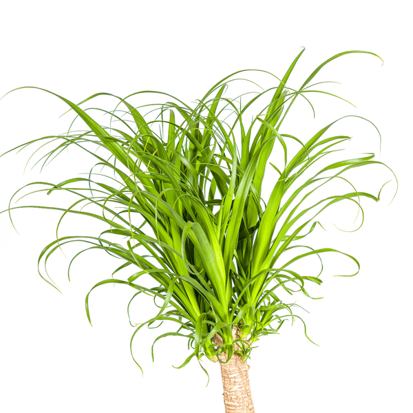 Beaucarnea Recurvata – Elefantenfuß – Zimmerpflanze – Ø27cm – ↕120cm – Pflegeleichte Sukkulente mit markantem Stamm – Luftreinigende Pflanze für Zuhause & Büro – Plant
