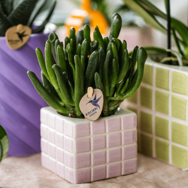 Crassula Hobbit Zimmerpflanze Ø6cm – pflegeleichte Sukkulente für Wohnzimmer, Büro & helle Standorte kaufen – Plant