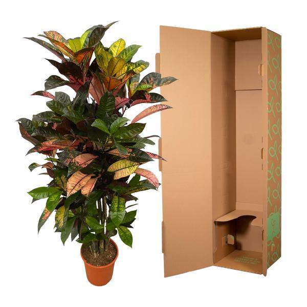 Codiaeum Croton Iceton – Wunderstrauch – Bunte Zimmerpflanze mit Farbspiel – Exotische Blätter – Ø24cm – ↕110cm – Plant