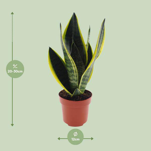 Bogenhanf – Sansevieria Futura Superba – Zimmerpflanze – Ø12cm – ↕30cm – pflegeleichte Schwiegermutterzunge mit dekorativen Blättern – Plant