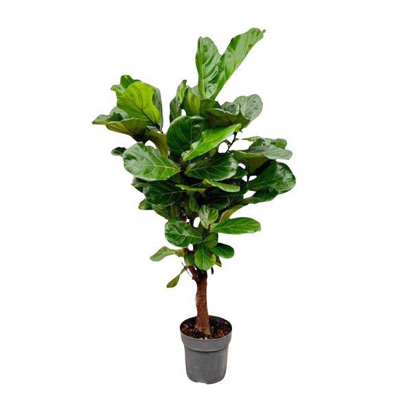 Geigenfeige Ficus Lyrata Zimmerpflanze Ø27cm ↕130cm – pflegeleichte Grünpflanze für Wohnzimmer, Büro & helle Standorte kaufen – Plant