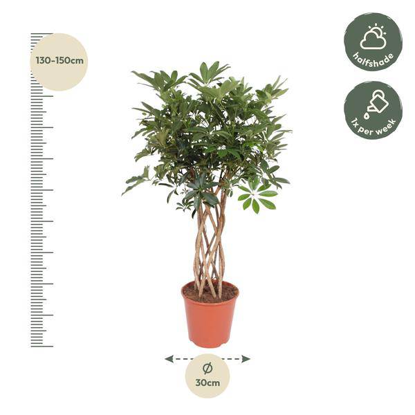 Strahlenaralie – Schefflera Arboricola Compacta – Zimmerpflanze – 130cm – Ø30cm – Indoor – Plant