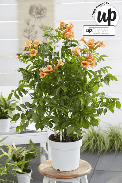 Trompetenblume Orange Gartenpflanze Ø15cm ↕65cm – winterharte Pflanze für Garten, Balkon, Terrasse, Kübel & Beet online kaufen – Plant