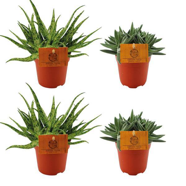 Aloe Spider + Crassula Tenelli – 4 Zimmerpflanzen im Set – Ø10.5cm – ↕10cm – Pflegeleichte Sukkulenten – Dekorativ & robust – Für Fensterbank, Wohnzimmer & Büro – Plant