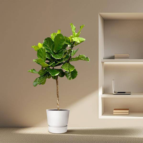 Geigen – Feige – Ficus Lyrata – Zimmerpflanze 210cm – Ø40cm – XXL – Designpflanze mit großen geigenförmigen Blättern – Pflegeleicht – Plant