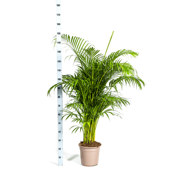 Dypsis Areca lutescens – Goldfruchtpalme – Zimmerpflanze – Ø27 cm – Höhe 150-170 cm – Tropische, federartige Blätter – Ideal für Wohnräume & Büro – Plant