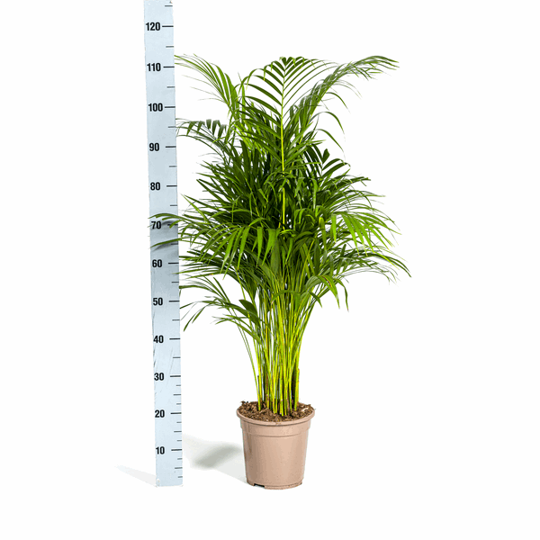 Dypsis Areca Lutescens – Goldpalme Ø21cm – Höhe 100-120cm – Luftreinigende Zimmerpflanze mit federartigen Blättern – Tropische Areca – Plant