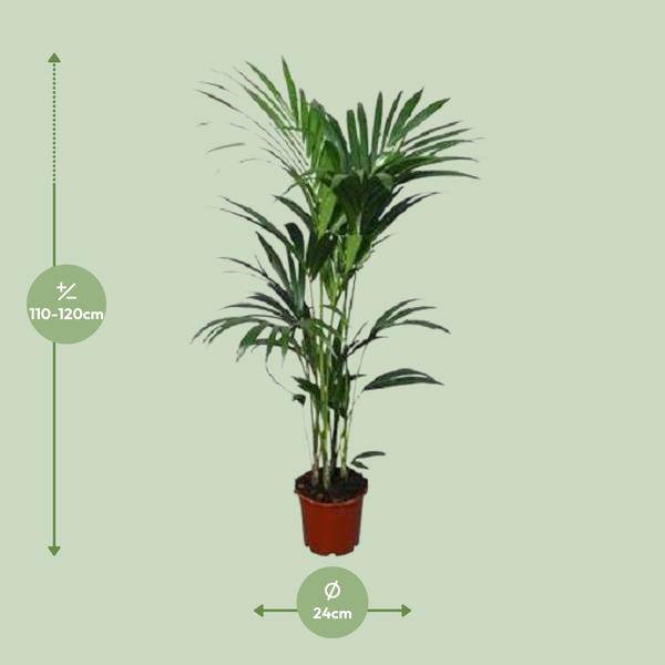 Kentia – Palme (Howea forsteriana) – Zimmerpflanze – Ø22cm – 120cm hoch – Luftreinigend & Pflegeleicht – Plant