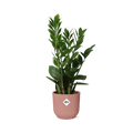 Glücksfeder Zamioculcas Zimmerpflanze Ø14cm ↕45-50cm – pflegeleichte Grünpflanze für Wohnzimmer, Büro & helle Standorte kaufen – Plant