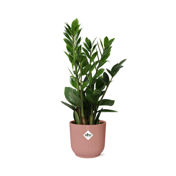 Glücksfeder Zamioculcas Zimmerpflanze Ø14cm ↕45-50cm – pflegeleichte Grünpflanze für Wohnzimmer, Büro & helle Standorte kaufen – Plant