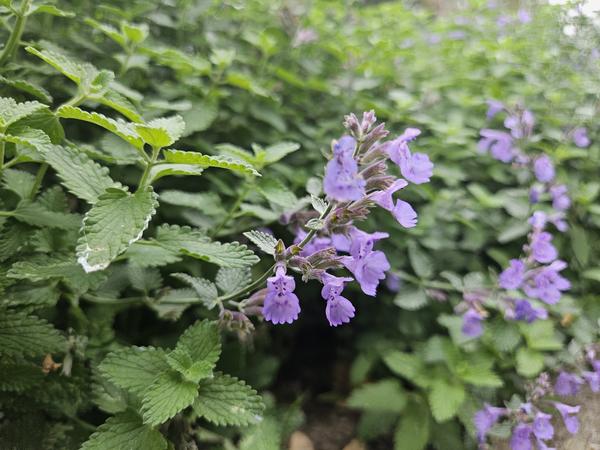 Nepeta 'Walker's Low' – Katzenminze – Lavendelblaue Blüten – Silbergrünes Laub – Pflegeleichte Staude – Sonnig – Bienen & Schmetterlinge – Plant