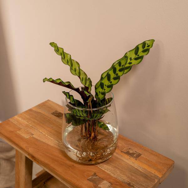 Korbmarante Calathea Insignis – Hydroponische Zimmerpflanze im Kingston – Glas – Ø12cm – 30cm Höhe – grünes dekoratives Laub – Plant