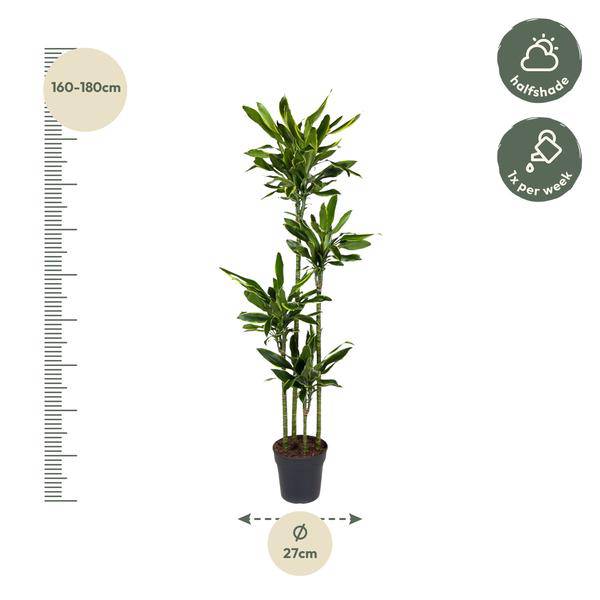 Drachenbaum – Dracaena Golden Coast 170cm – Ø27cm – Exotische Zimmerpflanze mit grünen und goldenen Blättern – Plant