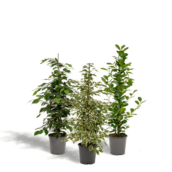 Pflanzenset Ficus Benjamina Danielle + Twilight + Microcarpa Moclame – Zimmerpflanzen – je Ø21cm – ca. 95cm Höhe – Luftreinigende grüne Schönheiten für helle Innenräume – Plant