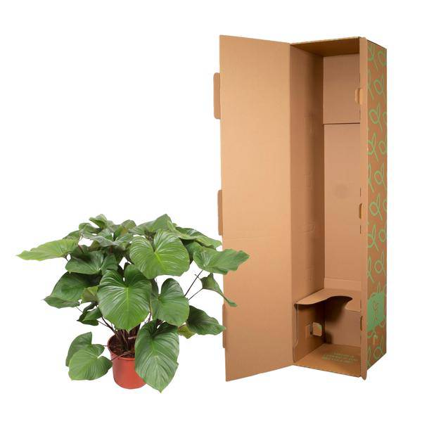 Homalomena Rubescens Zimmerpflanze Ø34cm ↕140cm – pflegeleichte Grünpflanze für Wohnzimmer, Büro & helle Standorte kaufen – Plant