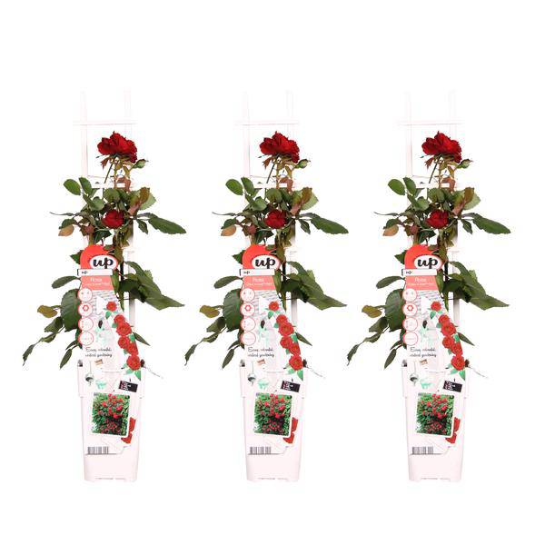 Rose – Crazy in Love 'Rot' – 3 Pflanzen – Ø15cm – Höhe ca. 65cm – Duftende & reich blühende Gartenrose – Plant
