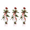 Rose – Crazy in Love 'Rot' – 3 Pflanzen – Ø15cm – Höhe ca. 65cm – Duftende & reich blühende Gartenrose – Plant