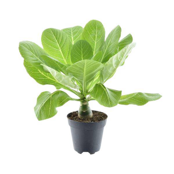 Vulkanpalme – Brighamia insignis 'Hawaii Palme' – Zimmerpflanze – Ø12cm – Höhe ca. 37cm – Exotische Rarität – Plant