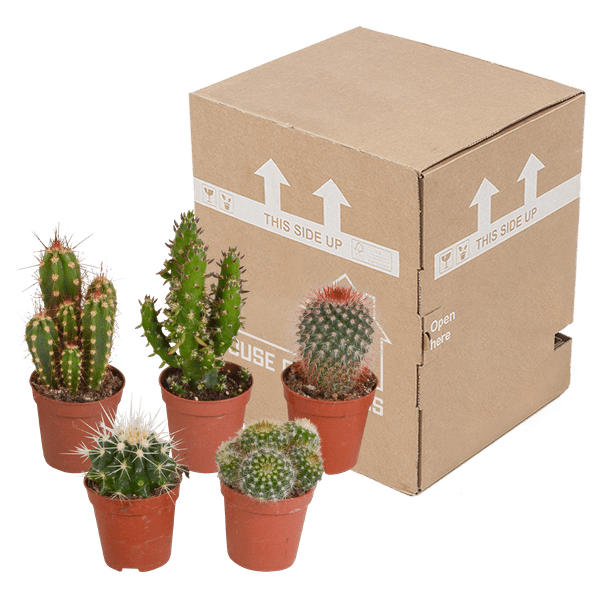 Kakteen Mix – 3 Zimmerpflanzen – Ø8,5cm – Verschiedene Kakteen im Mix – Pflegeleichte Sukkulenten – Mini – Kakteen für Fensterbank, Büro & Wohnzimmer – Plant