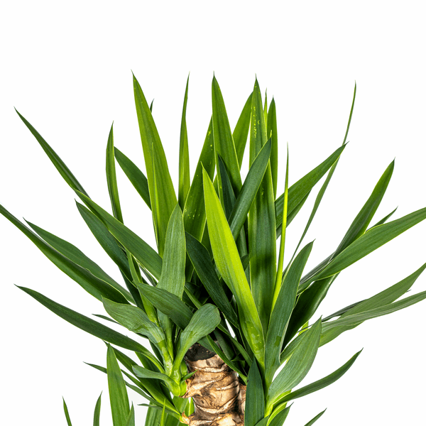 Yucca Elephantipes – Riesen – Palmlilie – Zimmerpflanze Ø24cm ↕120-140cm – Robust & pflegeleicht – Schwertförmige Blätter – Modernes Design – Plant