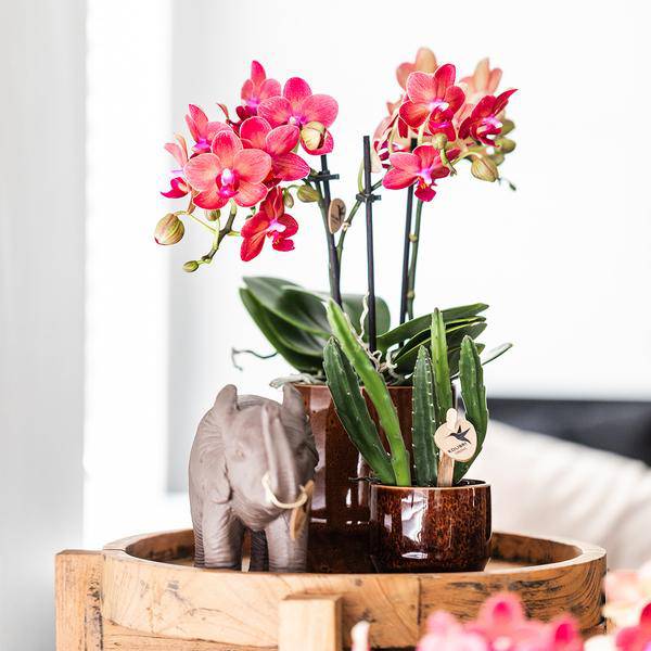 Aasblume – Stapelia – Zimmerpflanze – Ø6cm – Exotische & pflegeleichte Sukkulente – Seltene Kaktusart für Wohnzimmer, Büro & Pflanzenliebhaber
