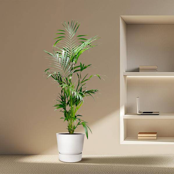 Kentia – Palme – Howea forsteriana – Zimmerpflanze – 200cm – Ø24cm – Elegante Grünpflanze für Wohnzimmer, Büro & Wintergarten – Tropische Kübelpflanze – Plant