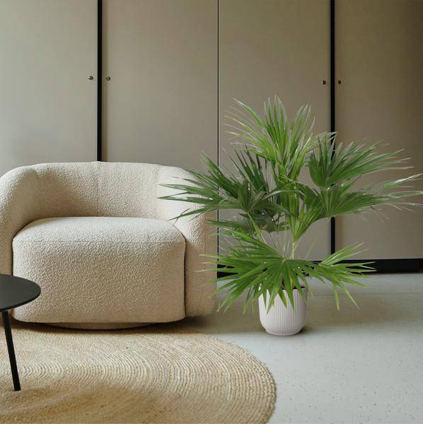 Chinesische Schirmpalme – Livistona Chinensis – Zimmerpflanze – 170cm – Ø27cm – pflegeleichte tropische Fächerpalme für Innen und Außen – Plant