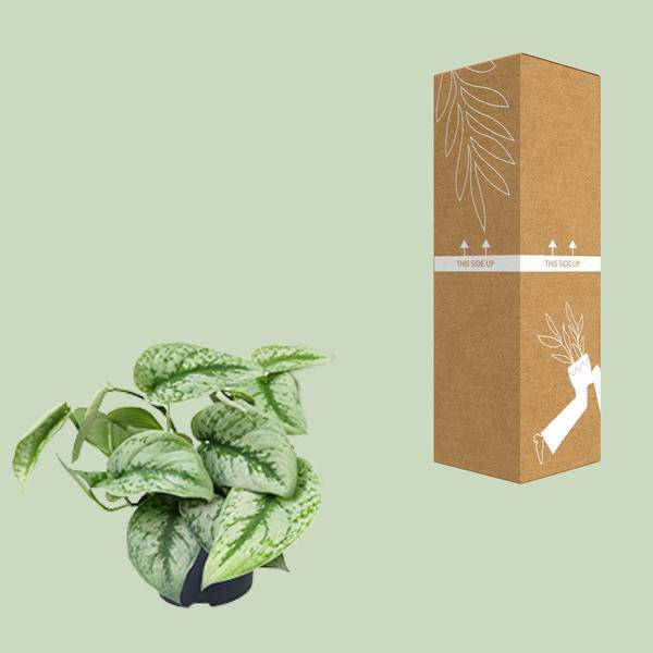 Gefleckte Efeutute – Scindapsus Pictus Trebie – Zimmerpflanze – Ø12cm – 20cm hoch – pflegeleicht – hängende Ranken – Halbschatten – Indoor – Pflanze – Plant
