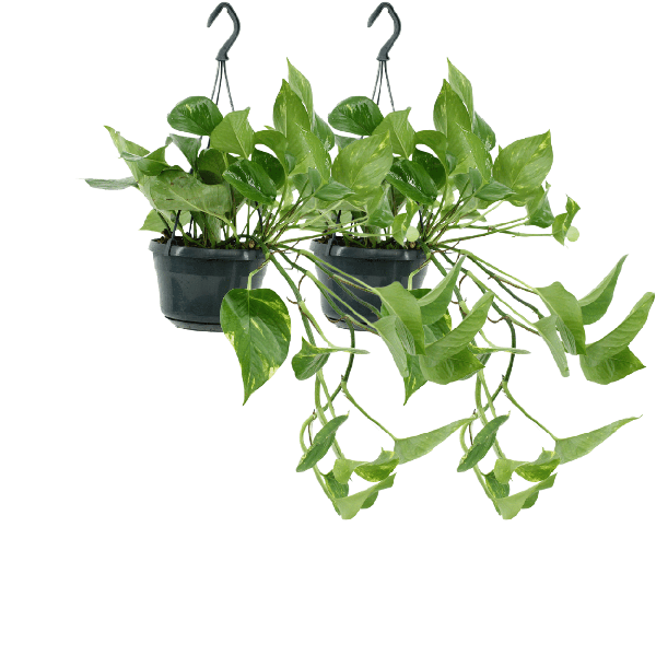 Efeutute Epipremnum Aureum Scindapsus Zimmerpflanze Ø15cm ↕25cm – pflegeleichte Grünpflanze für Wohnzimmer, Büro & helle Standorte kaufen – Plant