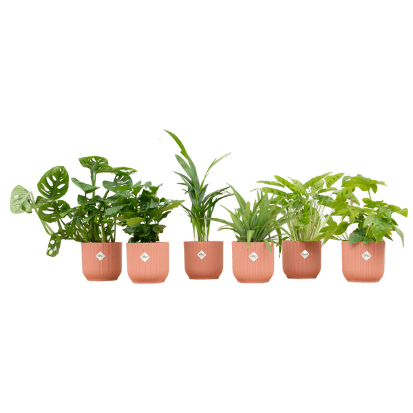 Überraschungskiste – 6 verschiedene Zimmerpflanzen inkl. Übertopf – Pflegeleichte Grünpflanzen im Set – Plant