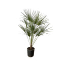 Chamaerops Humilis – Zwergpalme – Zimmerpflanze oder Outdoor Palme – Ø28cm – Höhe ca. 160cm – immergrüne Fächerpalme für Innen – und Außenbereich – Plant