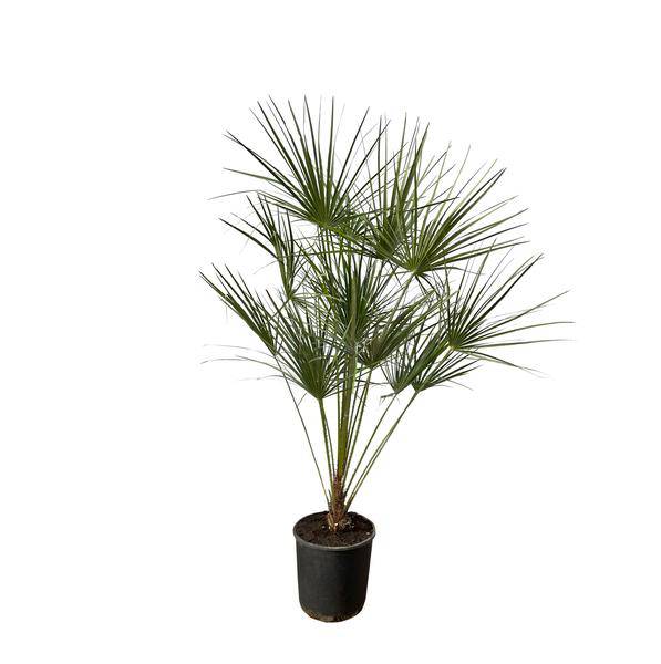 Chamaerops Humilis – Zwergpalme – Zimmerpflanze oder Outdoor Palme – Ø28cm – Höhe ca. 160cm – immergrüne Fächerpalme für Innen – und Außenbereich – Plant
