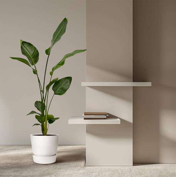 Strelitzia Nicolai – Baum-Strelitzie – 2 Pflanzen – Zimmerpflanzen ca. 130cm – ø17cm – Weißer Paradiesvogel – Tropische XL-Grünpflanzen für Wohnzimmer, Büro & Wintergarten – Plant