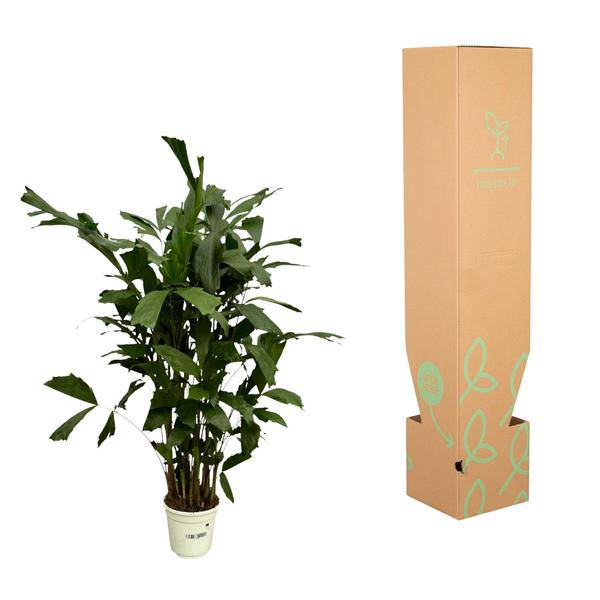 Fischschwanzpalme – Caryota Mitis – Tropische Zimmerpflanze ↕120cm – Ø19cm – Exotische Palme mit gefiederten Blättern – Plant