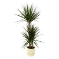 Dracaena Marginata – Drachenbaum – Zimmerpflanze ca. 120cm – Ø21cm – inkl. Pflanzgefäß Greenville Weiß D24xH23 – Plant