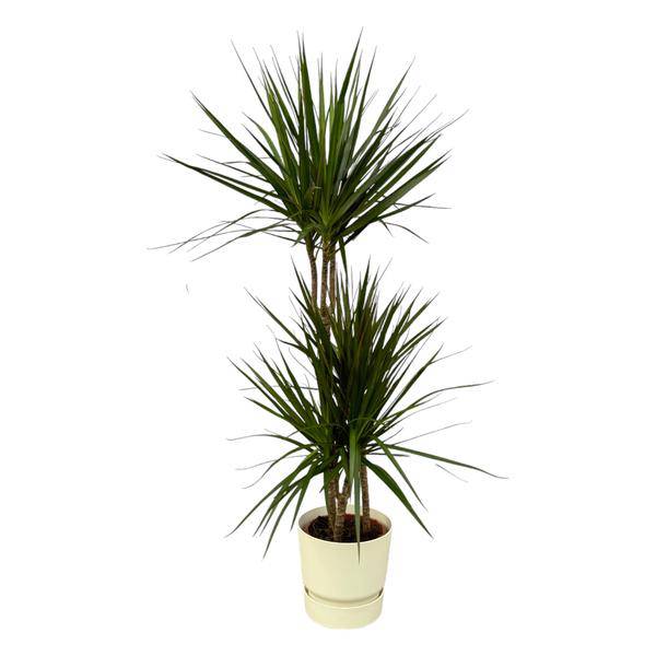 Dracaena Marginata – Drachenbaum – Zimmerpflanze ca. 120cm – Ø21cm – inkl. Pflanzgefäß Greenville Weiß D24xH23 – Plant