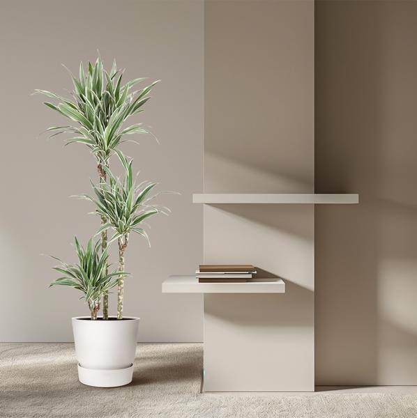Drachenbaum Zimmerpflanze Ø24cm ↕150cm – pflegeleichte Grünpflanze für Wohnzimmer, Büro & helle Standorte kaufen – Plant