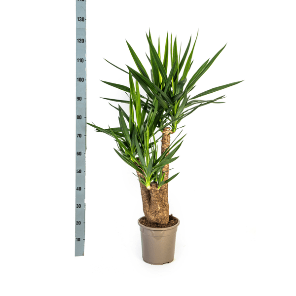 Riesen – Palmlilie – Yucca Elephantipes – Zimmerpflanze – Ø24cm – ↕90-100cm – Pflegeleicht & robust – Luftreinigend – Plant