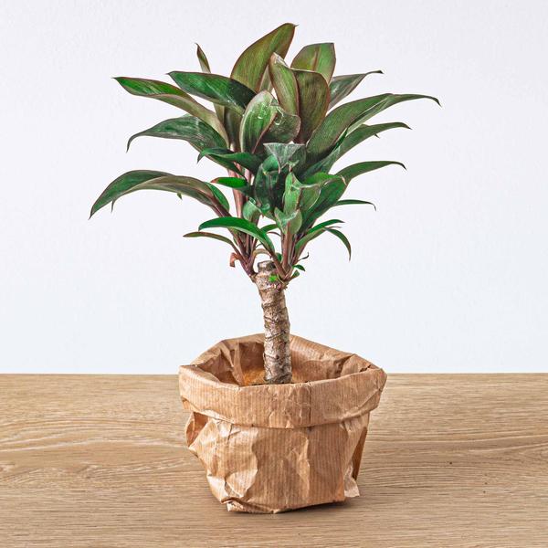 Flaschengarten – Set Dschungel 5 – DIY Pflanzenterrarium mit Coffea, Farn, Palme & Fittonia – Nachfüllpack & Starter – Kit – Plant