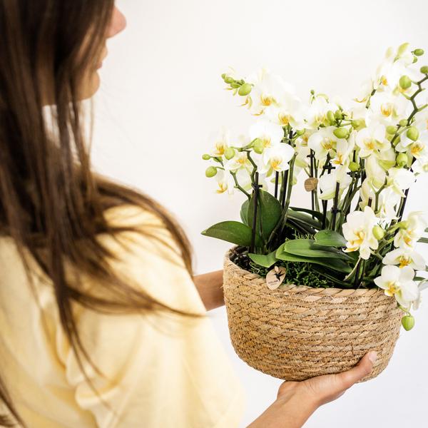 Einlage mit Wasserreservoir für Orchideenschale – Bewässerungssystem für Orchideen – 1x12cm + 2x9cm Töpfe – inkl. WaterWicks – Ø25cm – Plant