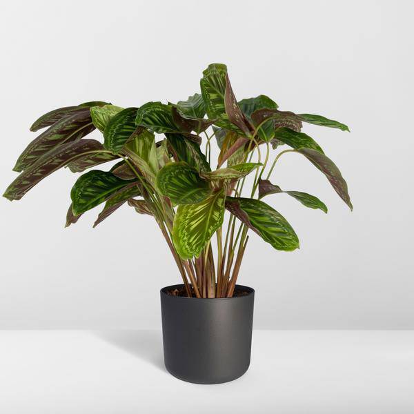 Calathea Flamestar – Pfauenpflanze – Ø19cm – ↕75cm – Exotische Zimmerpflanze mit gemusterten Blättern – Luftreinigend, pflegeleicht & dekorativ – Plant