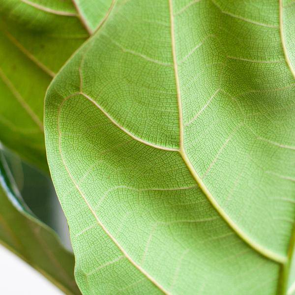 Ficus Lyrata – Geigen – Feige – Zimmerpflanze ↕80cm – Ø21cm – große Blätter – inklusive nachhaltigem Viber Topf Weiß – Plant
